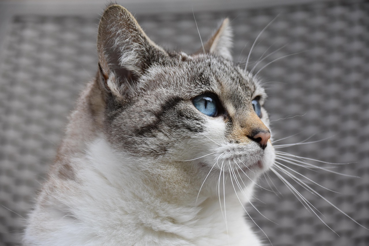 cat, feline, animal, pet, european cat, alley cat, predator, pussy cloud, blue eyed cat